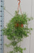 rhipsalis-cereuscula-o20cm-↕40cm