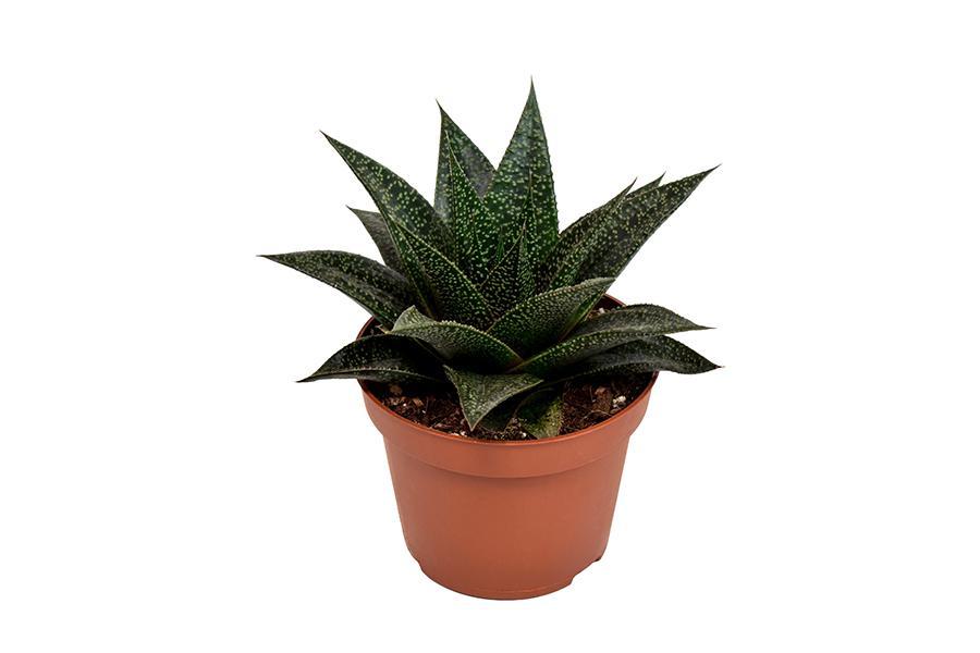 haworthia-rafiki-o10-5cm-↕17cm