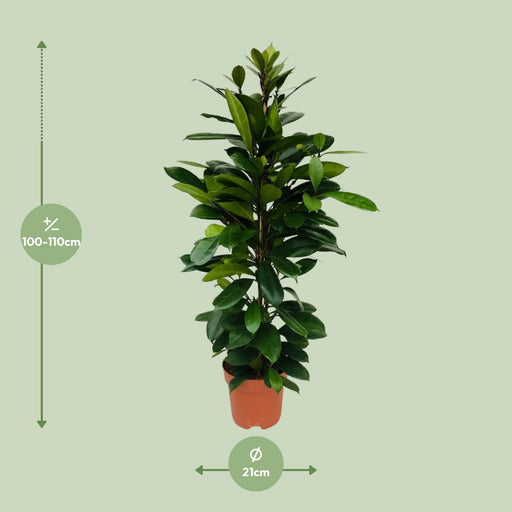 ficus-cyathistipula-o21cm-↕105cm