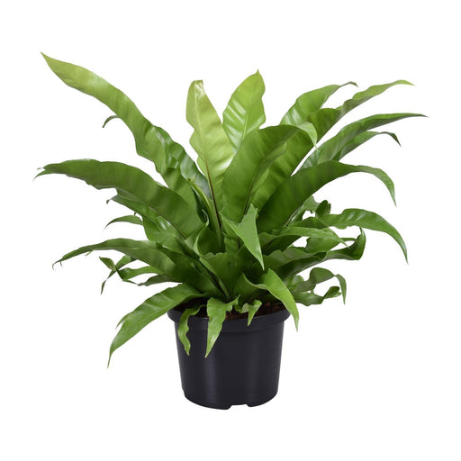 asplenium-antiquum-o23cm-↕60cm