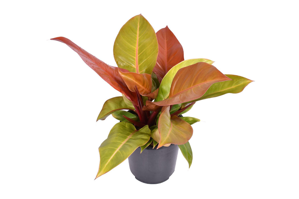 philodendron-prince-of-orange-o19cm-↕60cm