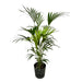 kentia-palm-inclusief-elho-greenville-round-zwart-160cm-o30