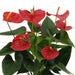 anthurium-andreanum-esudo-incl-pure-zink-45cm-o12