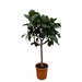 ficus-elastica-robusta-op-stam-180-cm-o30