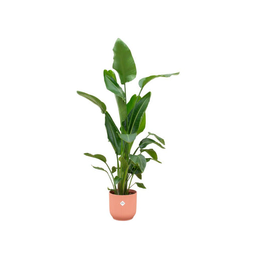 strelitzia-nicolai-inclusief-elho-vibes-fold-round-roze-160cm-o30