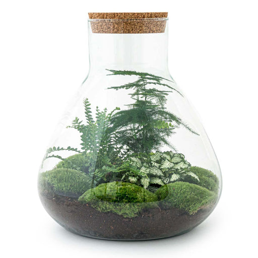 diy-terrarium-sam-xl-↕-35-cm-normal