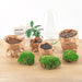 diy-terrarium-egg-bonsai-↕-25-cm