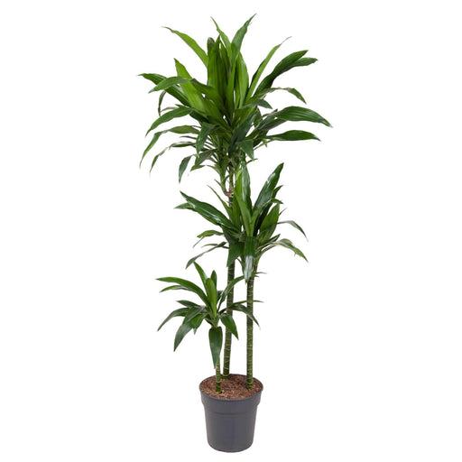 dracaena-janet-craig-150-cm-o24