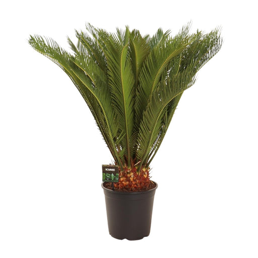 cycas-revoluta-o24-↕90