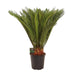 cycas-revoluta-o24-↕90