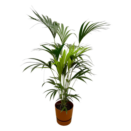 kentia-palm-inclusief-elho-greenville-round-bruin-160cm-o24