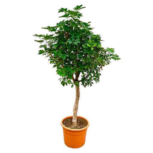 schefflera-op-stam-225cm-o45