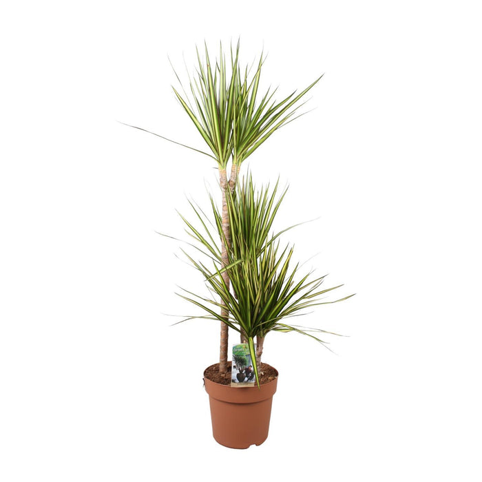 dracaena-marginata-sunray-o21cm-↕120cm