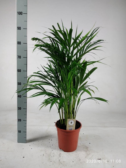 dypsis-lutescens-90cm-o21cm-↕90cm