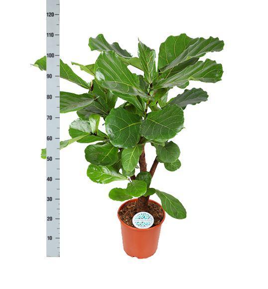 ficus-lyrata-vertakt-o24cm-↕110cm-in-boule-antraciet-pot