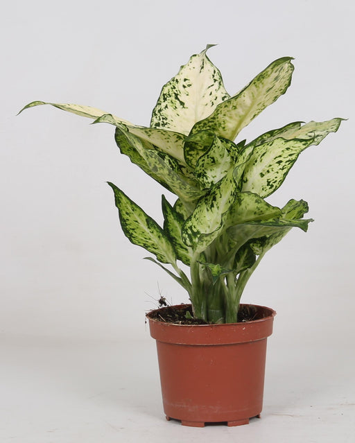 dieffenbachia-amy-o12cm-↕35cm