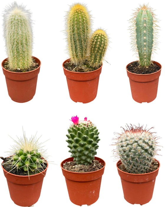 cactus-mix-↕8-15cm-6-stuks-normal-o6-5-cm