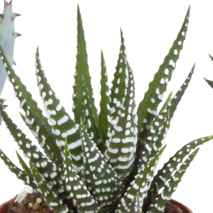 gasteria-haworthia-mix-5-5cm-5x-in-mexicaanse-pot