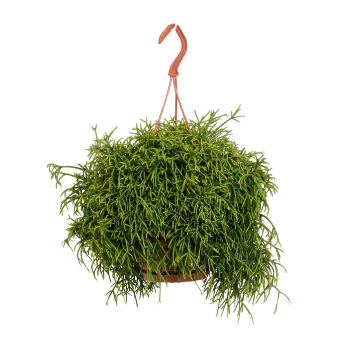 rhipsalis-baccifera-oasis-o17cm-↕45cm