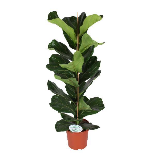 ficus-lyrata-o21cm-↕90cm