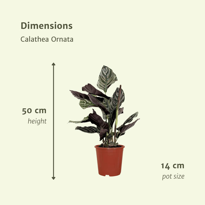 2x-calathea-ornata-pauwenplant-50cm-o14