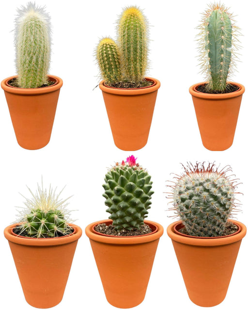 cactus-mix-↕8-15cm-6-stuks-terracotta-o7-5-cm