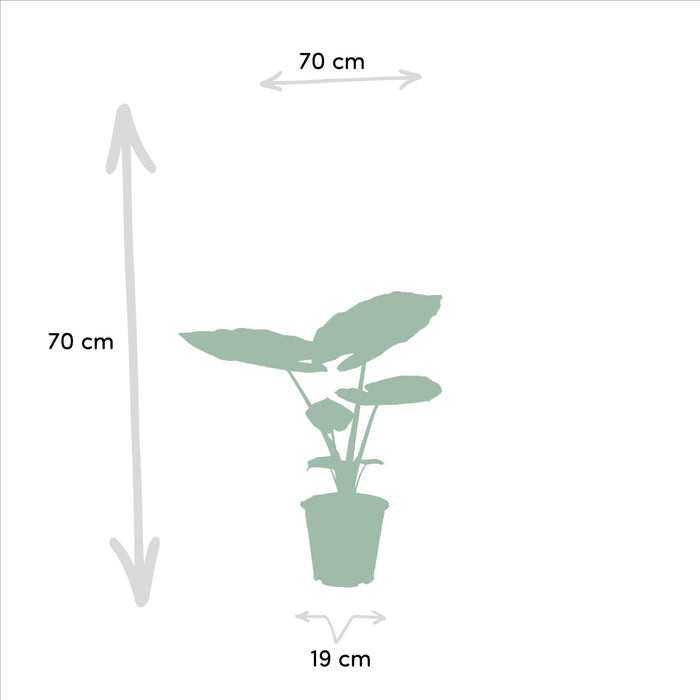 strelitzia-nicolai-85cm-o19cm-alocasia-macrorrhiza-70cm-o19cm