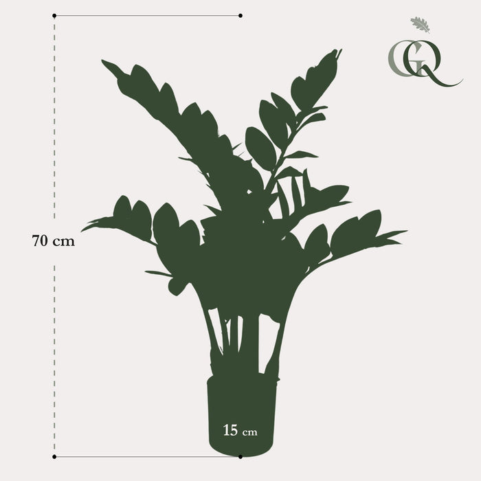 kunstplant-zamioculcas-kamerpalm-70-cm