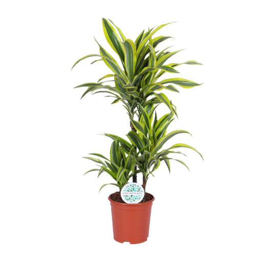 dracaena-lemon-lime-o21cm-↕90cm