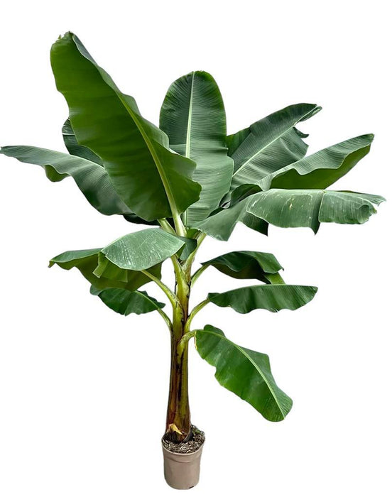 bananenplant-musa-250-cm-o30