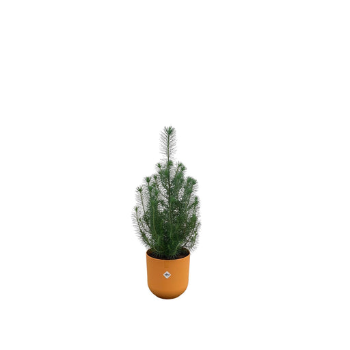 combi-deal-pinus-pinea-inclusief-elho-jazz-round-amber-yellow-o19-50-cm