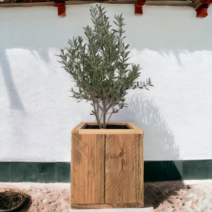 olea-europaea-bush-7-5-liter-olijf-struik