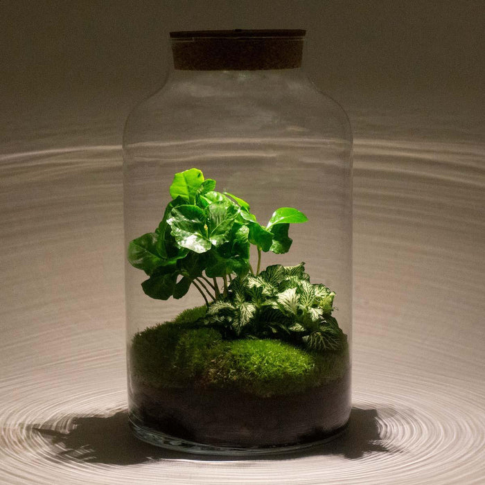 diy-terrarium-milky-coffea-met-lamp-↕-31-cm-normal