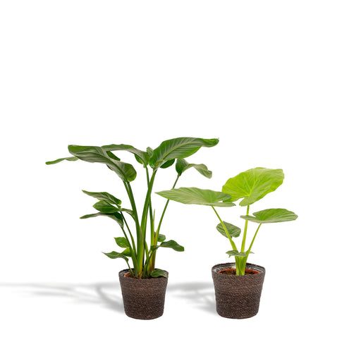 strelitzia-nicolai-85cm-o19cm-alocasia-macrorrhiza-70cm-o19cm-incl-mand-igmar