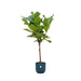 combi-deal-ficus-lyrata-op-stam-inclusief-elho-vibes-fold-round-blauw-o30-170-cm