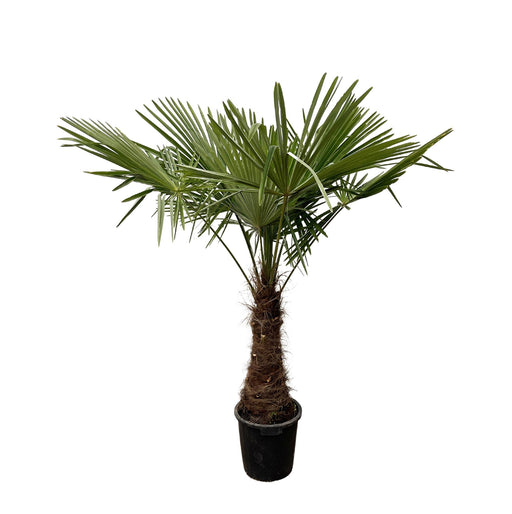 trachycarpus-225cm-o40