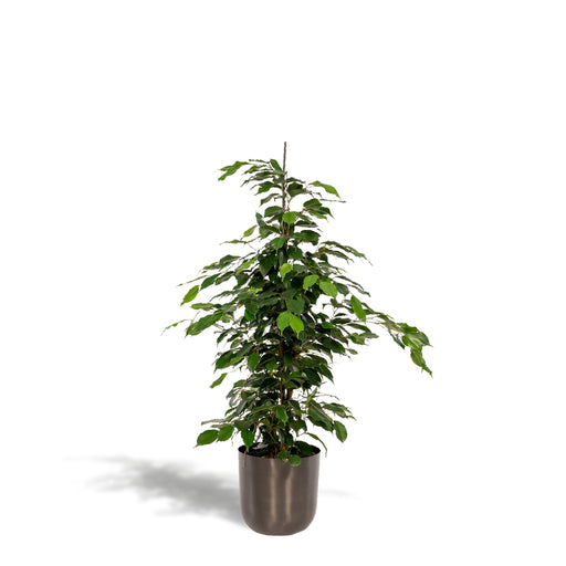 ficus-benjamina-danielle-95cm-o21cm-pot-mayk-lead