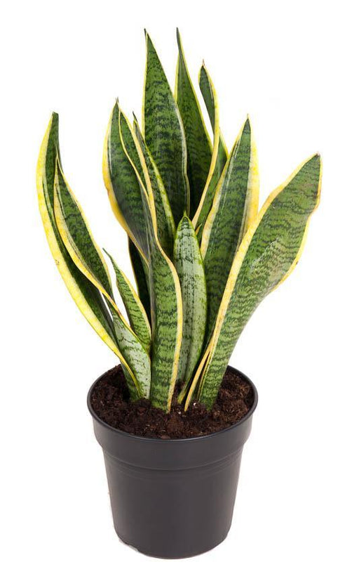 sansevieria-laurentii-o17cm-↕55cm