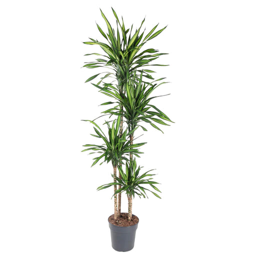 dracaena-riki-180-cm-o27