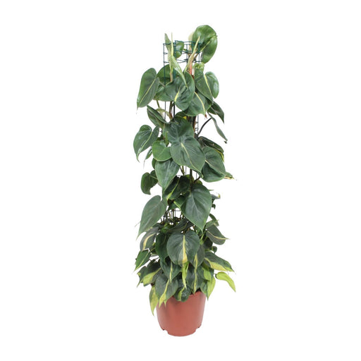 philodendron-scandens-brasil-o24cm-↕120cm