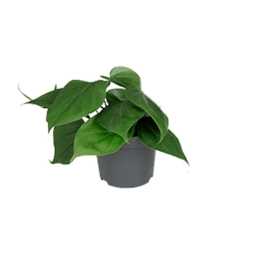 philodendron-scandens-o12cm-↕15cm