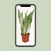 sansevieria-trifasciata-moonshine-o12cm-↕30cm