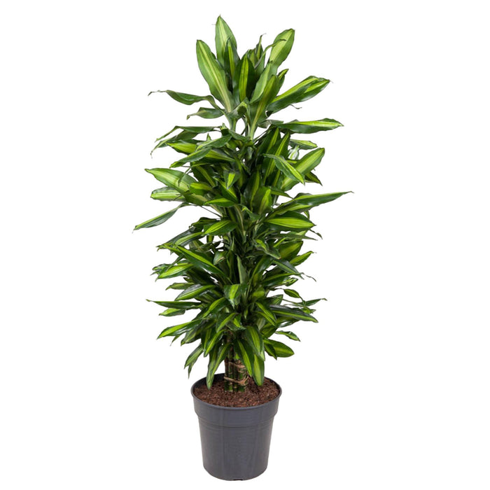 dracaena-cintho-vertakt-120-cm-o27