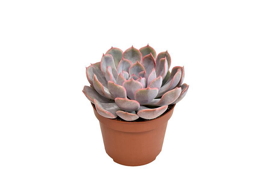 echeveria-menina-o10-5cm-↕15cm