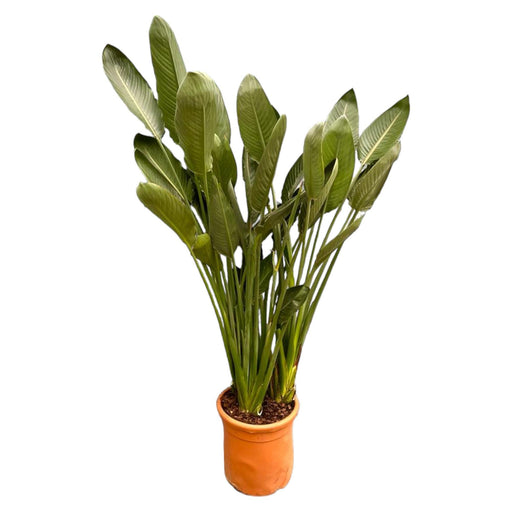 strelitzia-reginae-xl-180cm-o50