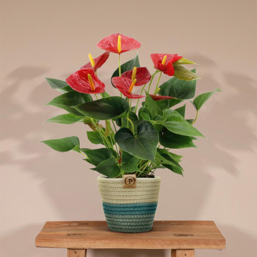 anthurium-andreanum-diamond-red-incl-pure-mand-45cm-o12