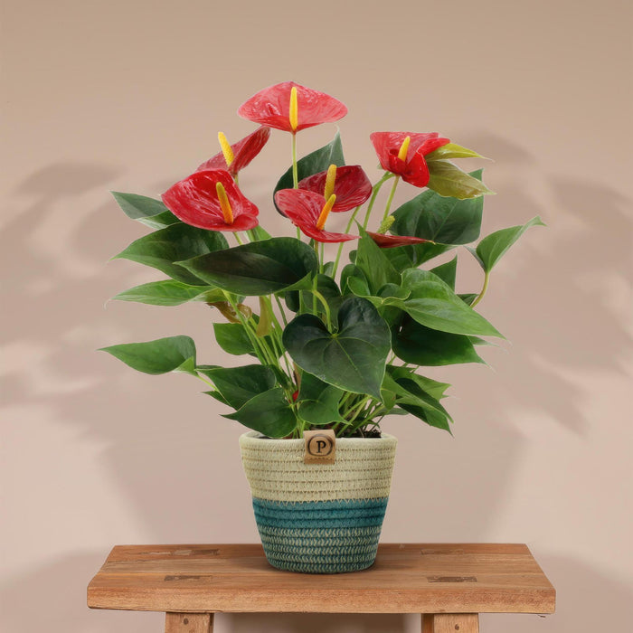 anthurium-andreanum-diamond-red-incl-pure-mand-45cm-o12