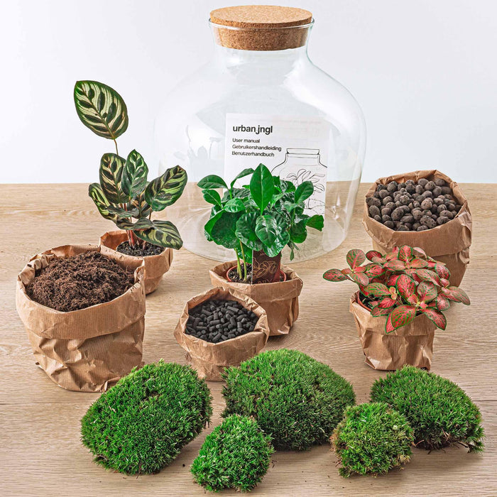 diy-terrarium-fat-joe-coffea-↕-30-cm-normal