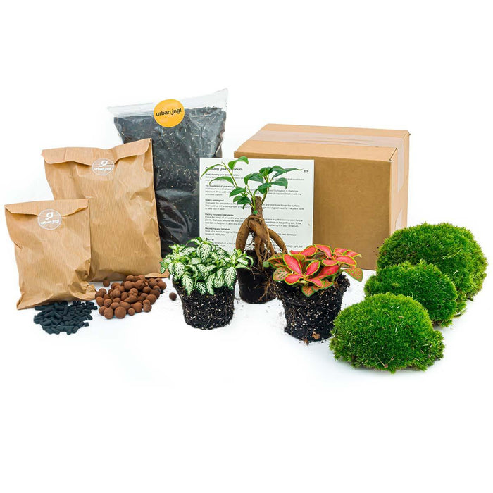 planten-terrarium-pakket-ficus-ginseng-bonsai-navulling-startpakket-diy