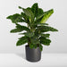 calathea-zebrina-pauwenplant-80cm-o19